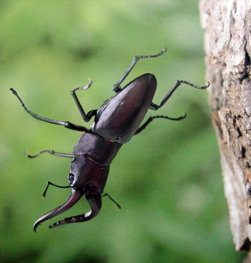 사슴벌레 (Stag Beetle); DISPLAY FULL IMAGE.