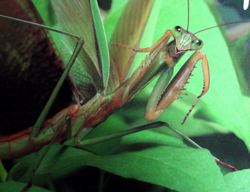 일본 사마귀 (Praying Mantis, Japan); DISPLAY FULL IMAGE.