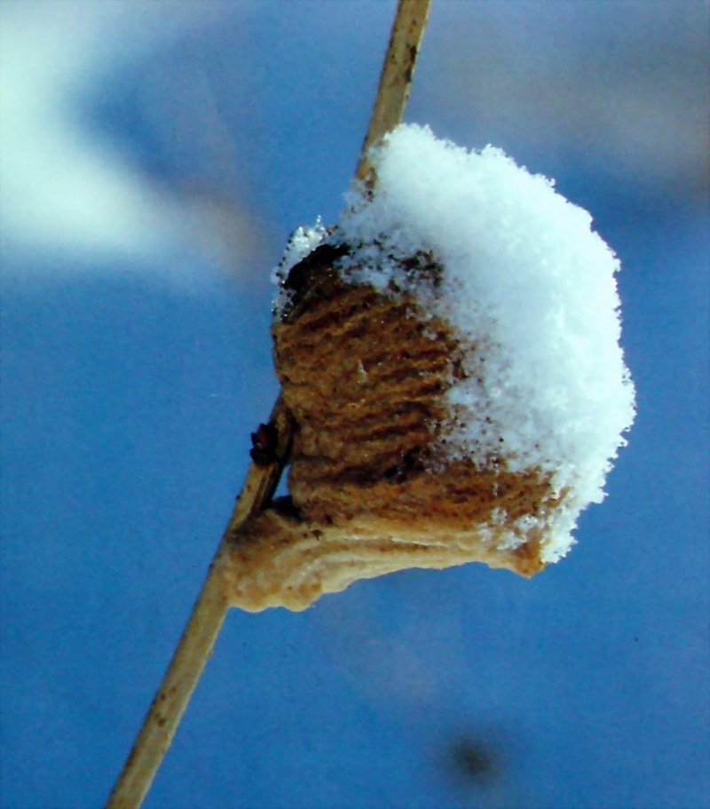 눈을 맞고 겨울을 나는 일본 사마귀 알집 (Egg patch of Praying Mantis, Japan); DISPLAY FULL IMAGE.