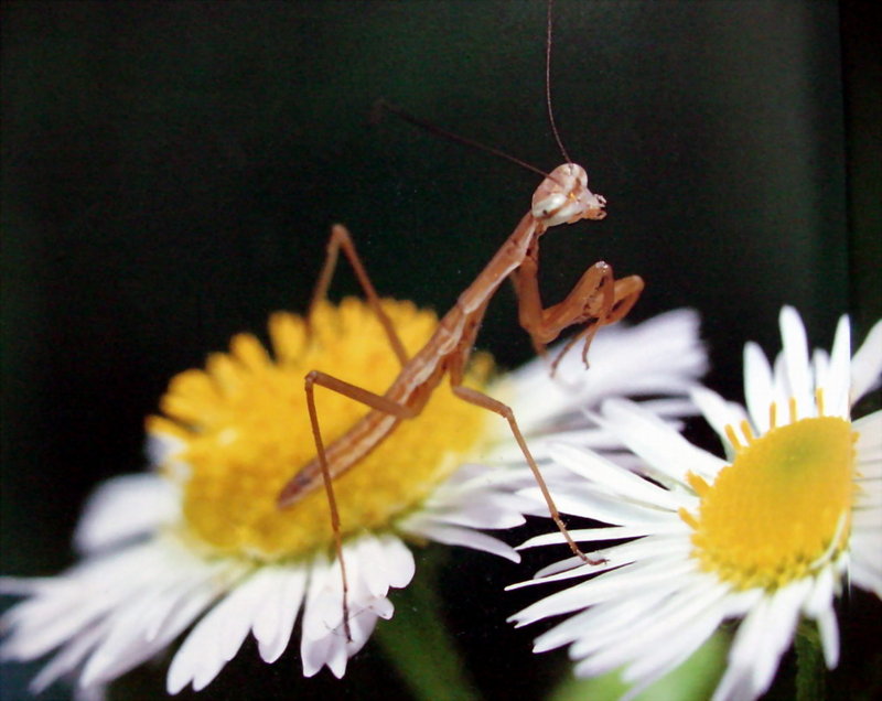 어린 사마귀, 일본 (Praying Mantis instar, Japan); DISPLAY FULL IMAGE.