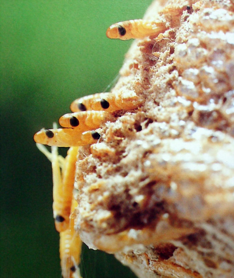 알집에서 갓 부화하는 사마귀 약충, 일본 (Praying Mantis hatchlings, Japan); DISPLAY FULL IMAGE.