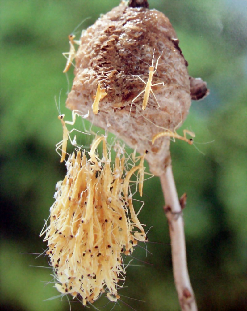 알집에서 갓 부화하는 사마귀 약충, 일본 (Praying Mantis hatchlings, Japan); DISPLAY FULL IMAGE.