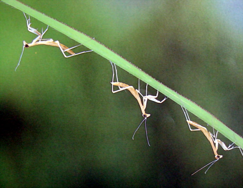 갓 부화한 사마귀 약충, 일본 (Praying Mantis instars, Japan); DISPLAY FULL IMAGE.