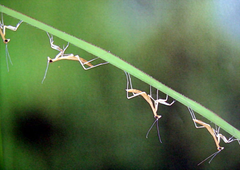 갓 부화한 사마귀 약충, 일본 (Praying Mantis instars, Japan); DISPLAY FULL IMAGE.