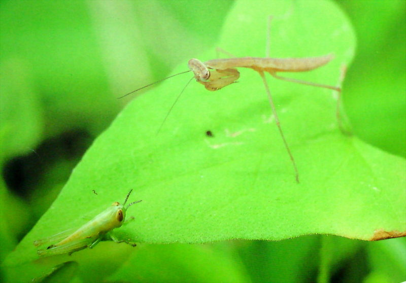 메뚜기 약충을 사냥하는 사마귀 약충, 일본 (Praying Mantis instar, Japan); DISPLAY FULL IMAGE.