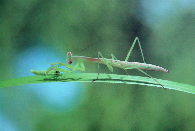 메뚜기 약충을 사냥하는 사마귀 약충, 일본 (Praying Mantis instar, Japan); DISPLAY FULL IMAGE.