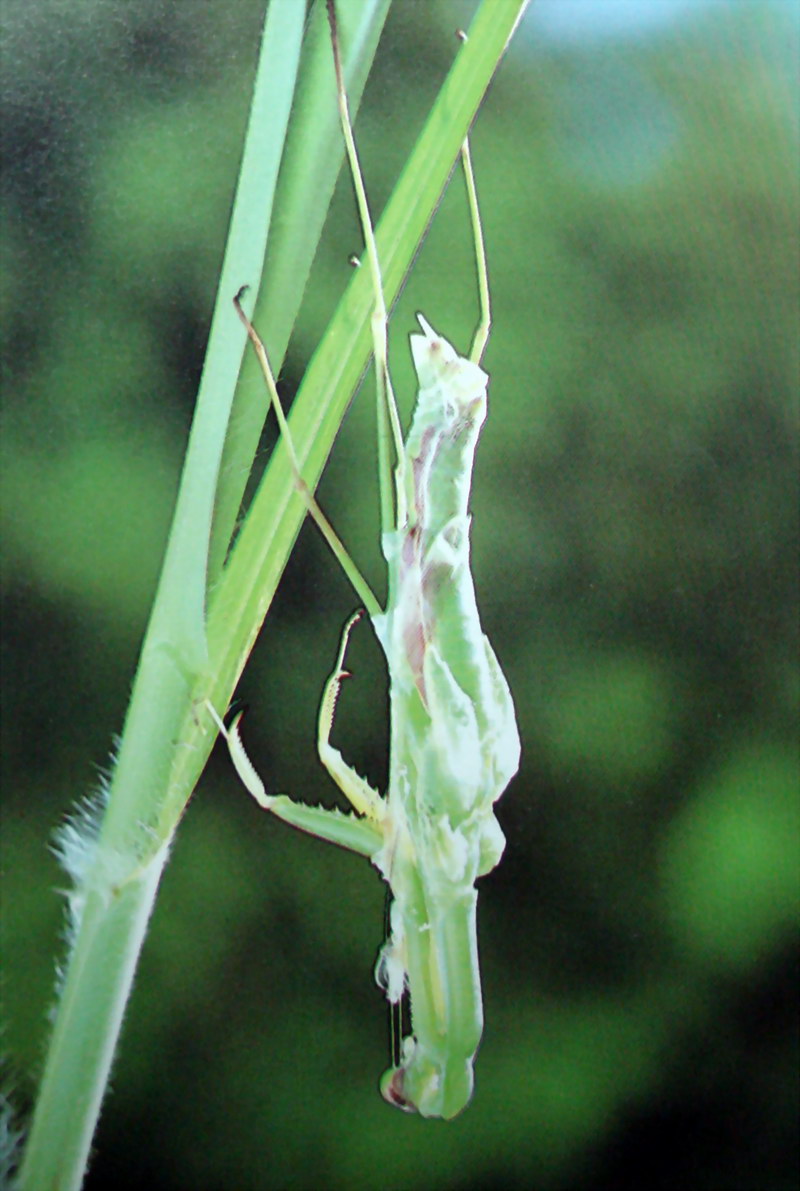 우화하는 사마귀, 일본 (Emergence of Praying Mantis, Japan); DISPLAY FULL IMAGE.