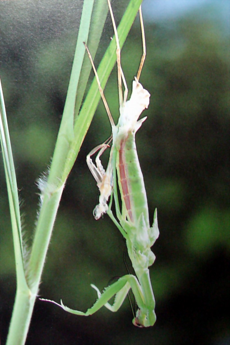 우화하는 사마귀, 일본 (Emergence of Praying Mantis, Japan); DISPLAY FULL IMAGE.