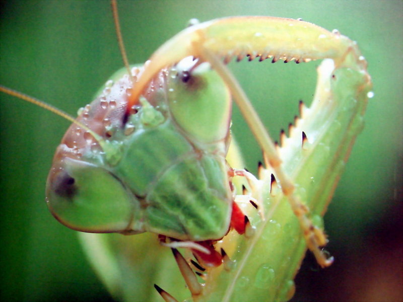사마귀, 일본 (Praying Mantis, Japan); DISPLAY FULL IMAGE.
