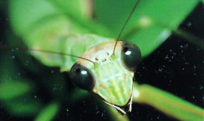 밤에 검은 빛으로 변한 사마귀 눈, 일본 (Praying Mantis at night, Japan); DISPLAY FULL IMAGE.