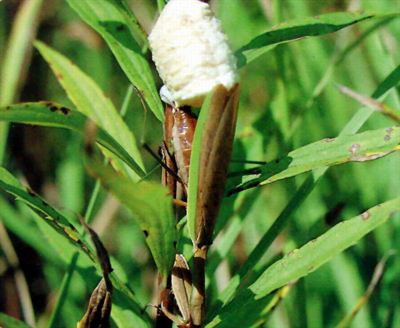 산란하는 사마귀, 일본 (Praying Mantis, Japan); DISPLAY FULL IMAGE.