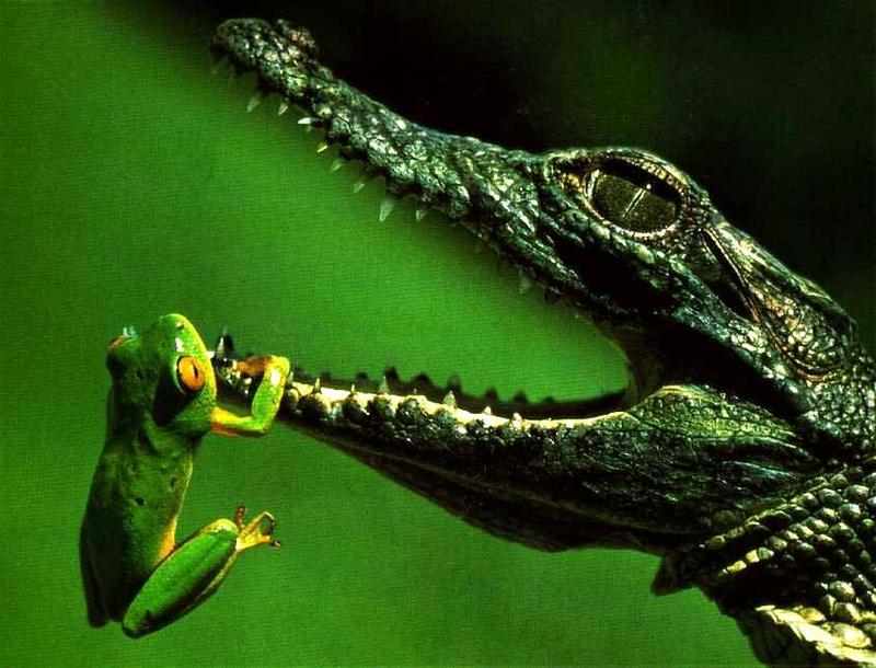Caiman & Treefrog; DISPLAY FULL IMAGE.
