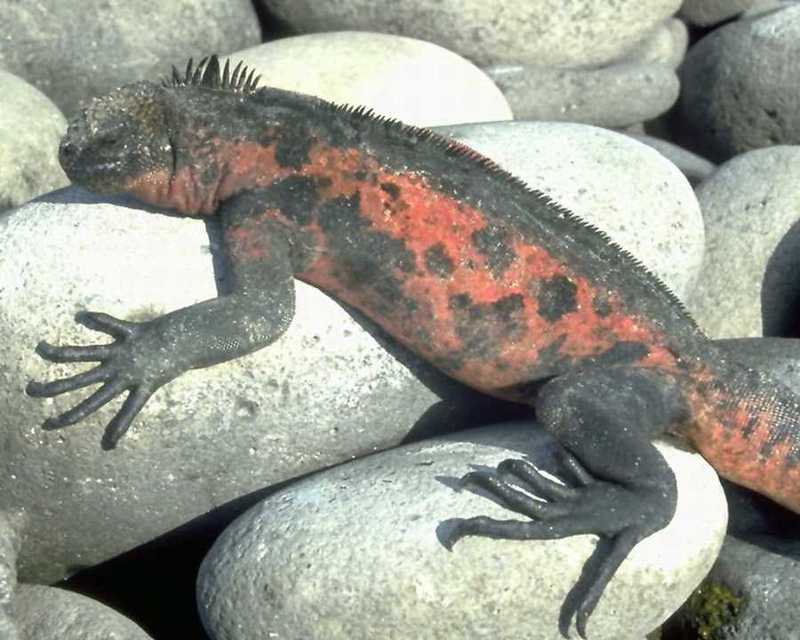 Marine Iguana (Amblyrhynchus cristatus) {!--바다이구아나-->; DISPLAY FULL IMAGE.