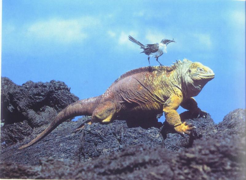 Marine Iguana (Amblyrhynchus cristatus) & Galapagos Mockingbird?; DISPLAY FULL IMAGE.