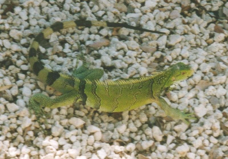 Common Green Iguana (Iguana iguana) {!--이구아나-->; DISPLAY FULL IMAGE.