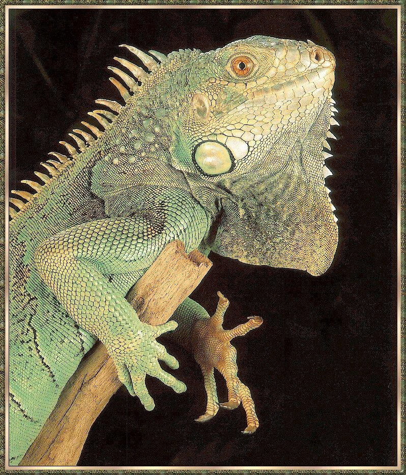 Common Green Iguana (Iguana iguana) {!--이구아나-->; DISPLAY FULL IMAGE.