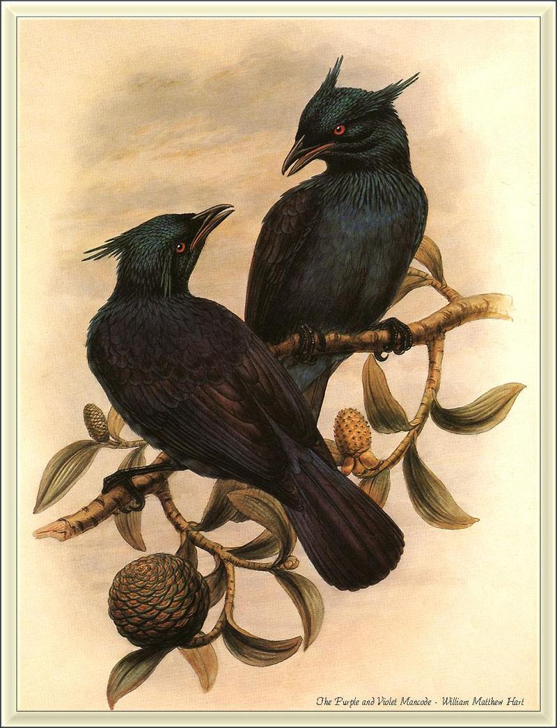 [Animal Art - William Matthew Hart] Purple and violet mancode ( = trumpet manucode; Phonygammus keraudrenii); DISPLAY FULL IMAGE.