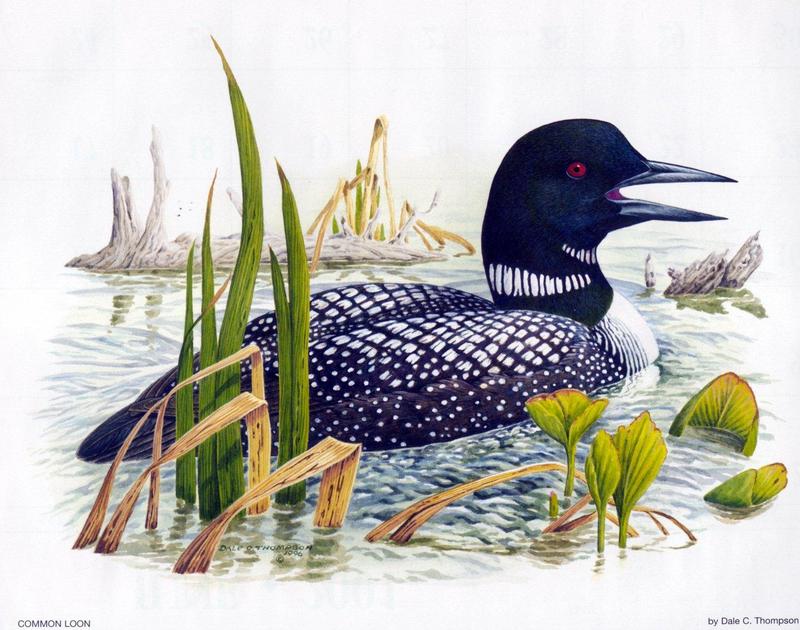 [Animal Art - Dale C. Thompson] Wildlife Trek 2001, July 2001, Common Loon; DISPLAY FULL IMAGE.