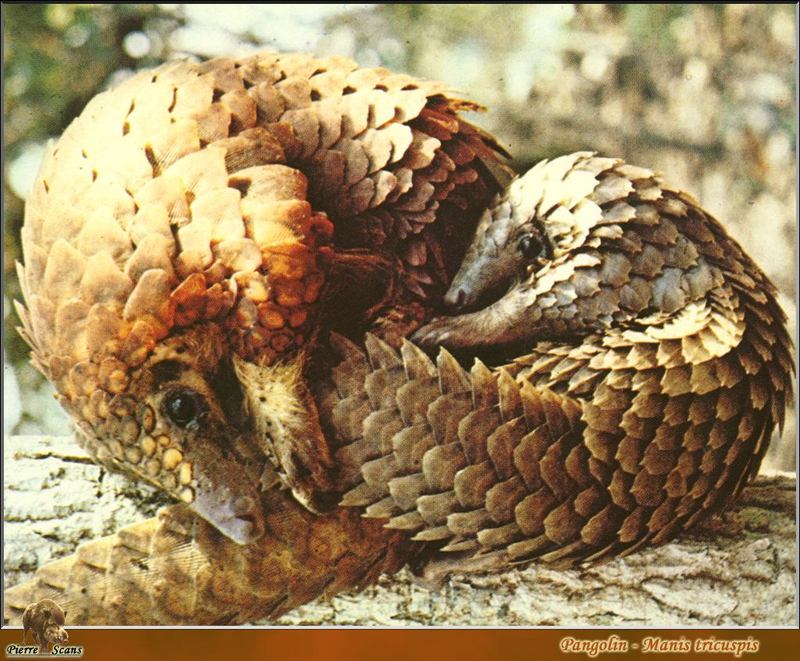 African tree pangolin (Manis tricuspis) {!--나무천산갑-->; DISPLAY FULL IMAGE.