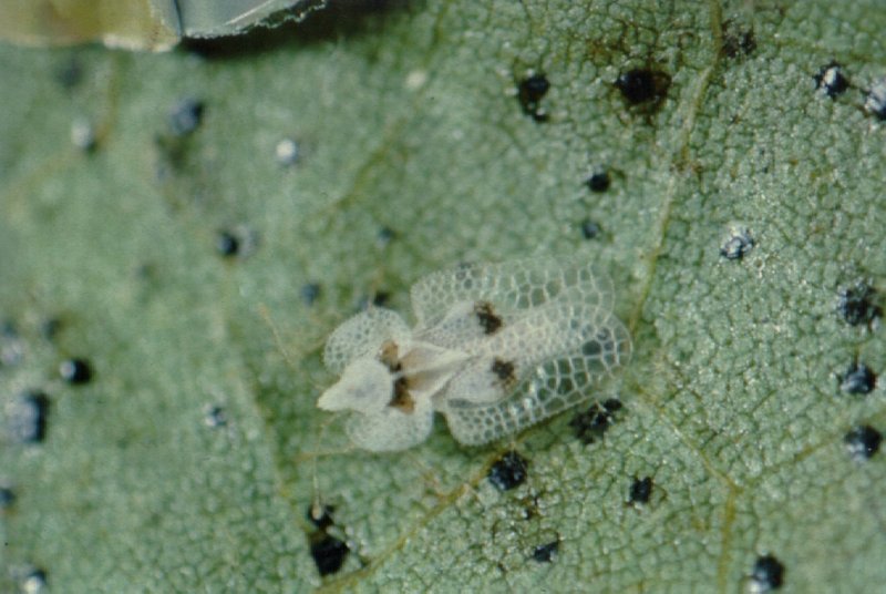 버즘나무방패벌레 Corythucha ciliata (Sycamore Lace Bug); DISPLAY FULL IMAGE.