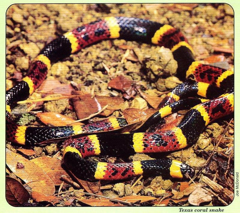 Texas Coral Snake (Micrurus fulvius tener) {!--텍사스산호뱀-->; DISPLAY FULL IMAGE.