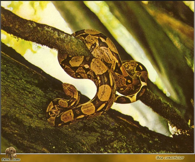 Boa Constrictor (Boa constrictor) {!--보아/보아뱀-->; DISPLAY FULL IMAGE.