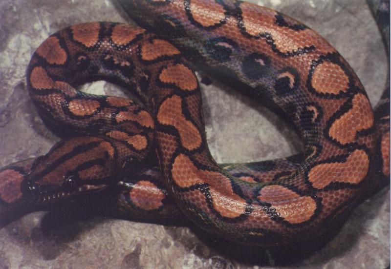 Rainbow Boa (Epicrates cenchria) {!--무지개보아뱀-->; DISPLAY FULL IMAGE.