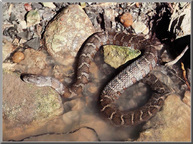 Northern Water Snake (Nerodia sipedon) {!--아메리카물뱀-->; DISPLAY FULL IMAGE.