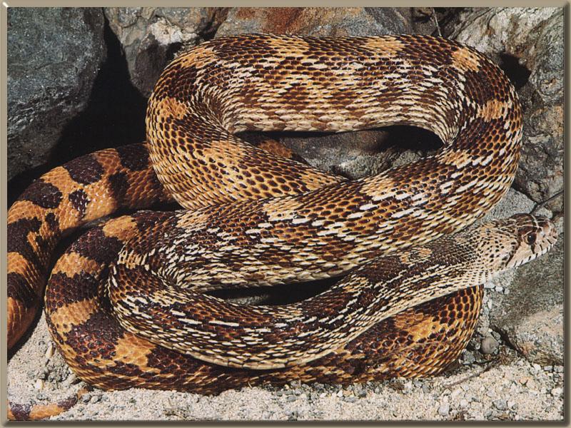 Pine Snake (Pituophis melanoleucus) {!--황소뱀-->; DISPLAY FULL IMAGE.