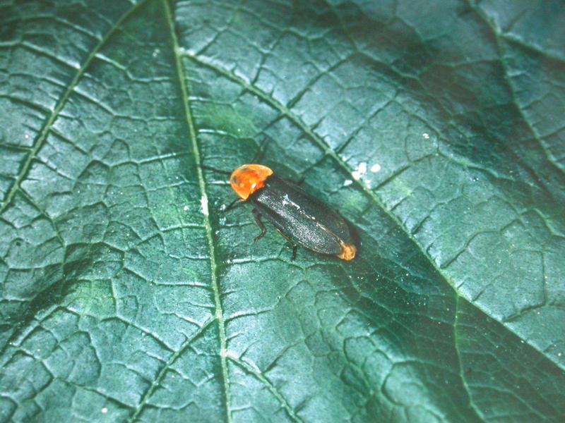 늦반딧불이 Pyrocoelia rufa (Late Firefly); DISPLAY FULL IMAGE.