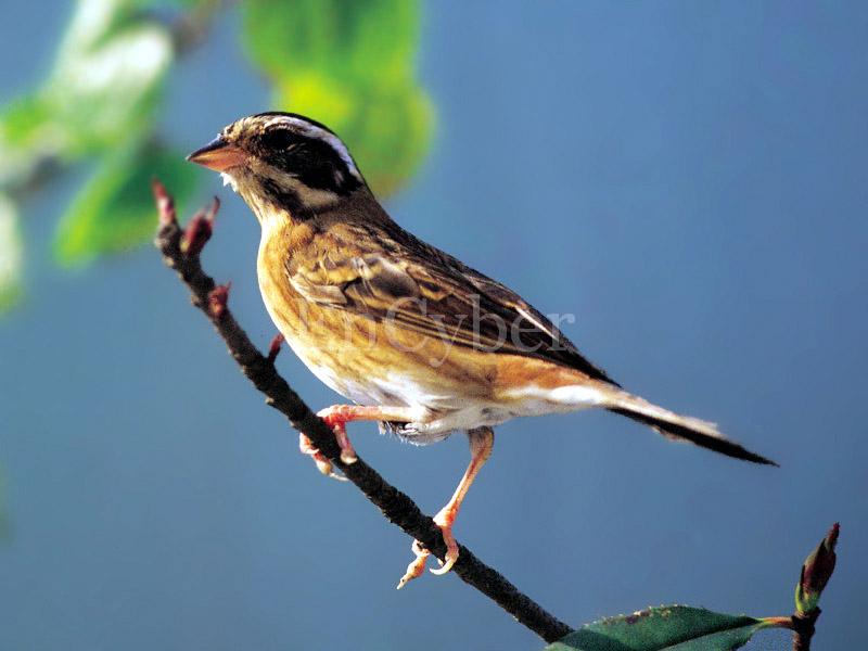 흰배멧새 Emberiza tristrami (Tristram's Bunting); DISPLAY FULL IMAGE.