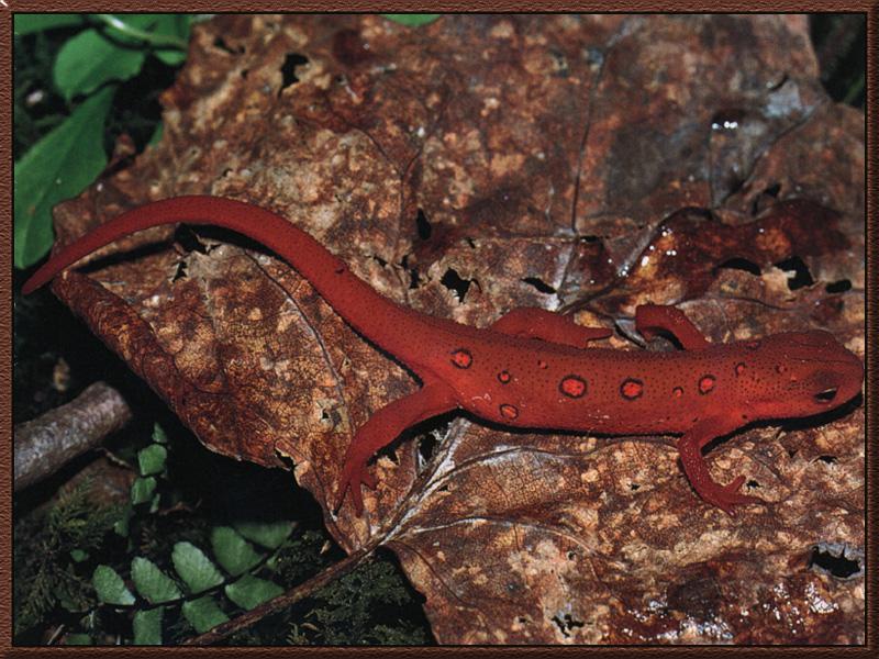 Eastern Newt (Notophthalmus viridescens) {!--붉은점도롱뇽-->; DISPLAY FULL IMAGE.