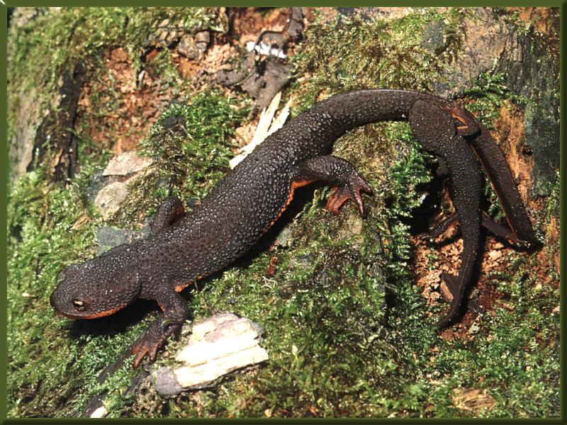 Rough-skinned Newt (Taricha granulosa) {!--두꺼비영원-->; DISPLAY FULL IMAGE.