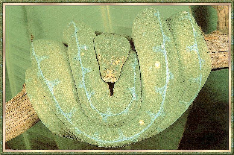 Green Tree Python (Morelia viridis) {!--호주초록비단뱀-->; DISPLAY FULL IMAGE.