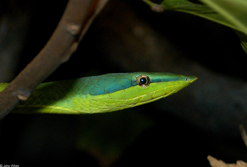 Amazonian Vine Snake (Oxybelis fuligidus); DISPLAY FULL IMAGE.