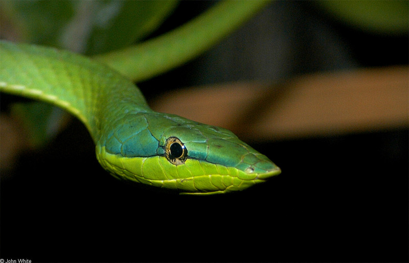 Amazonian Vine Snake (Oxybelis fuligidus); DISPLAY FULL IMAGE.