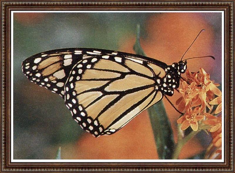 Monarch Butterfly (Danaus plexippus) {!--군주나비-->; DISPLAY FULL IMAGE.