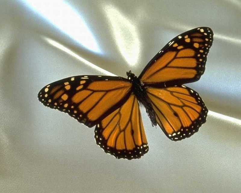 Monarch Butterfly (Danaus plexippus) {!--군주나비-->; DISPLAY FULL IMAGE.