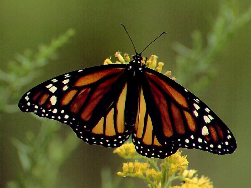 Monarch Butterfly (Danaus plexippus) {!--군주나비-->; DISPLAY FULL IMAGE.