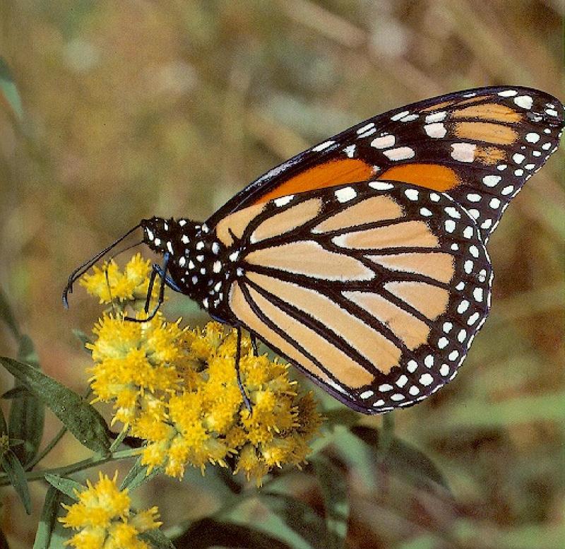 Monarch Butterfly (Danaus plexippus) {!--군주나비-->; DISPLAY FULL IMAGE.