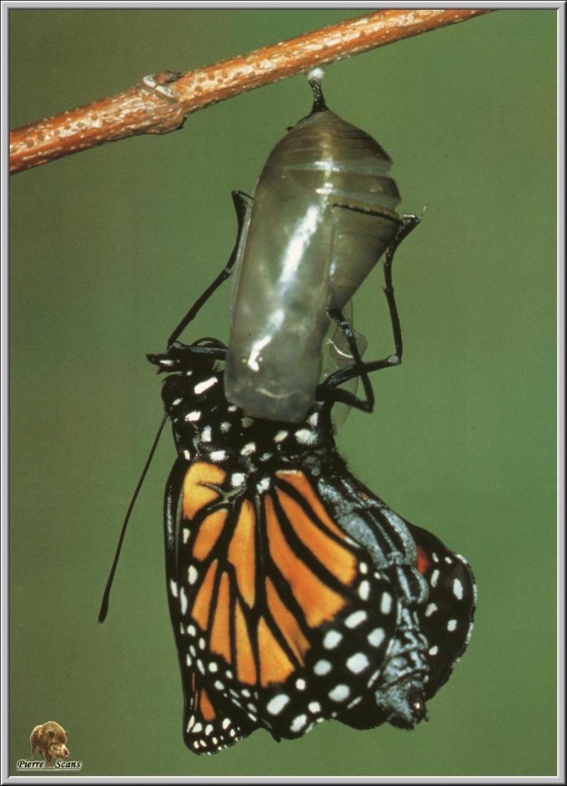 Monarch Butterfly (Danaus plexippus) {!--군주나비-->; DISPLAY FULL IMAGE.