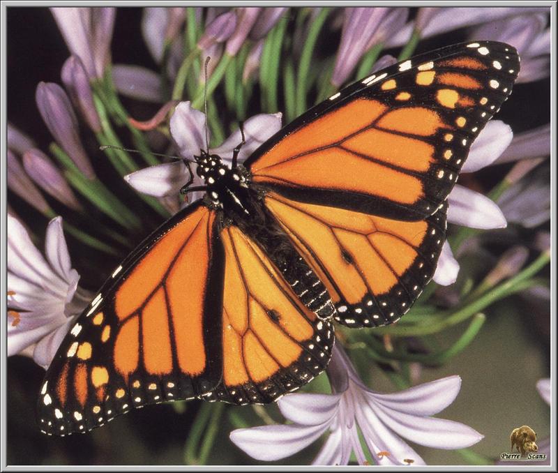 Monarch Butterfly (Danaus plexippus) {!--군주나비-->; DISPLAY FULL IMAGE.