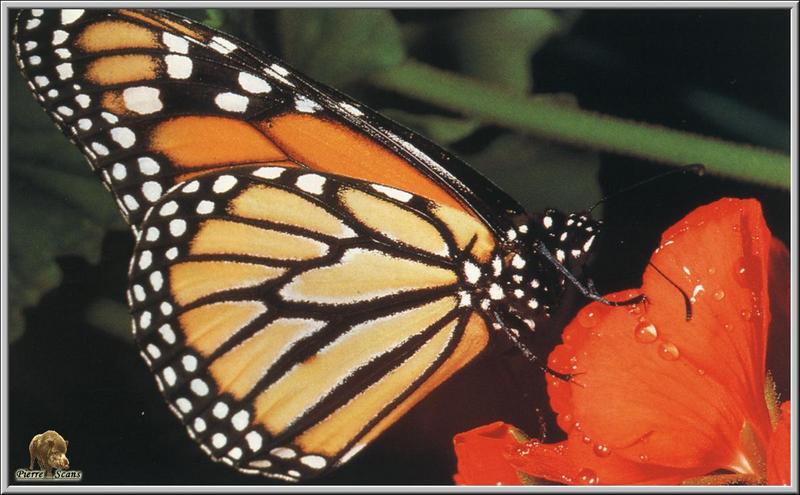 Monarch Butterfly (Danaus plexippus) {!--군주나비-->; DISPLAY FULL IMAGE.