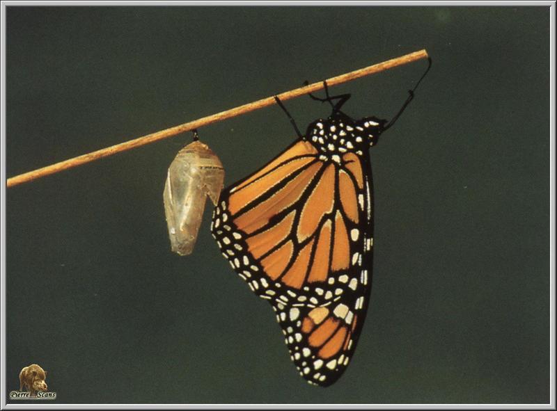 Monarch Butterfly (Danaus plexippus) {!--군주나비-->; DISPLAY FULL IMAGE.