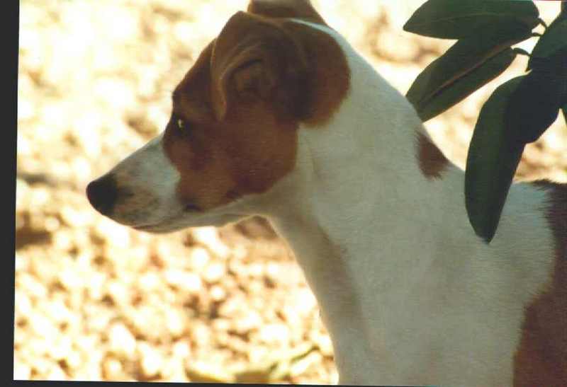 Jack Russell Terrier {!--잭 러셀 테리어-->; DISPLAY FULL IMAGE.