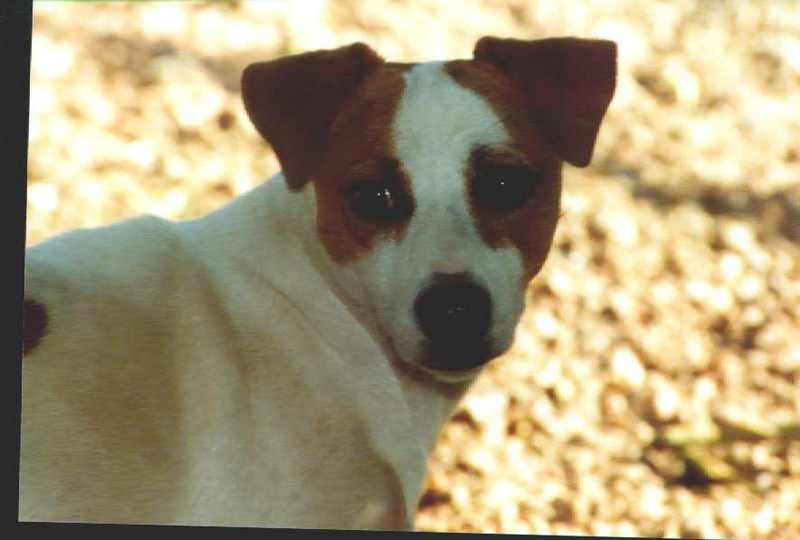Jack Russell Terrier {!--잭 러셀 테리어-->; DISPLAY FULL IMAGE.