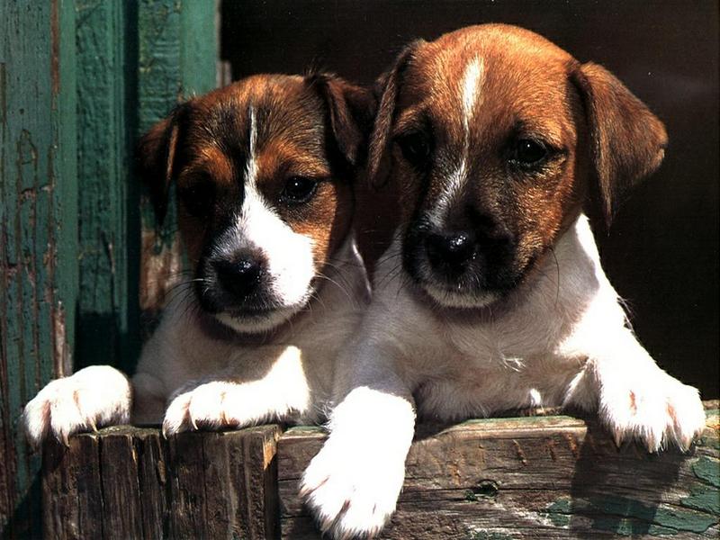 Jack Russell Terrier {!--잭 러셀 테리어-->; DISPLAY FULL IMAGE.