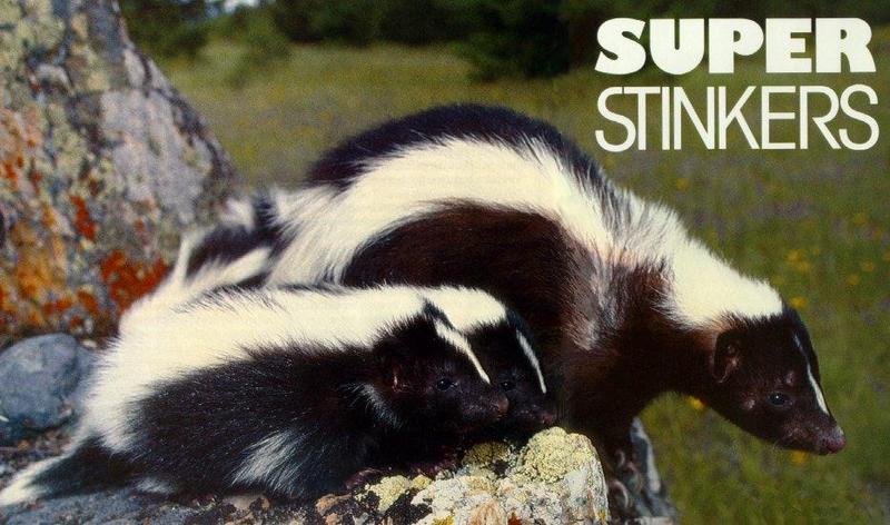 Striped Skunk (Mephitis mephitis) {!--줄무늬스컹크-->; DISPLAY FULL IMAGE.