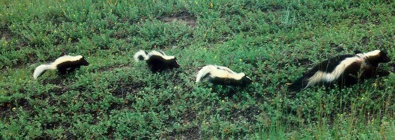 Striped Skunk (Mephitis mephitis) {!--줄무늬스컹크-->; DISPLAY FULL IMAGE.