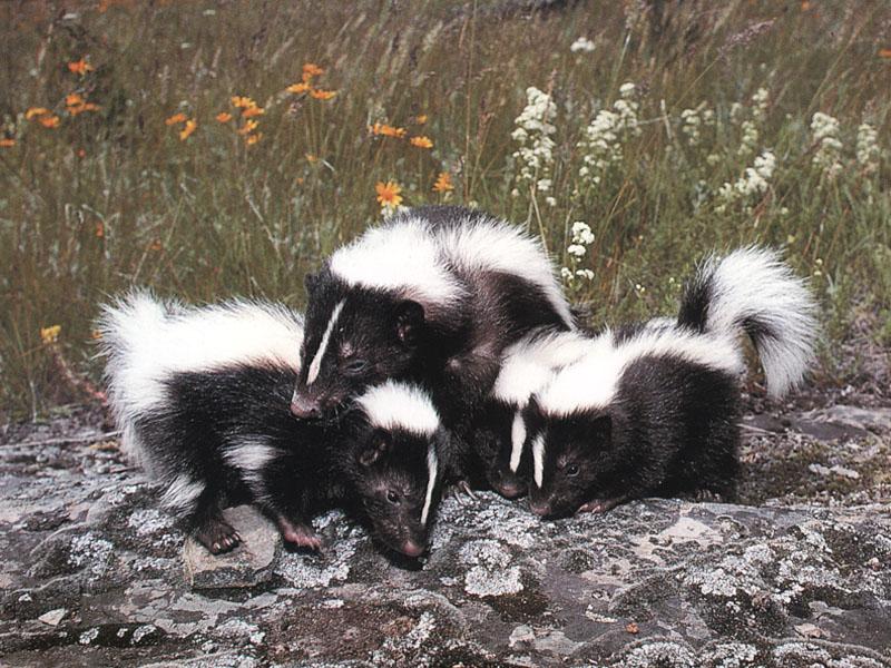 Striped Skunk (Mephitis mephitis) {!--줄무늬스컹크-->; DISPLAY FULL IMAGE.